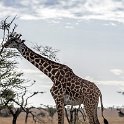 TZA MAR SerengetiNP 2016DEC25 SeroneraEast 001 : 2016, 2016 - African Adventures, Africa, Date, December, Eastern, Mara, Month, Places, Serengeti National Park, Seronera, Tanzania, Trips, Year